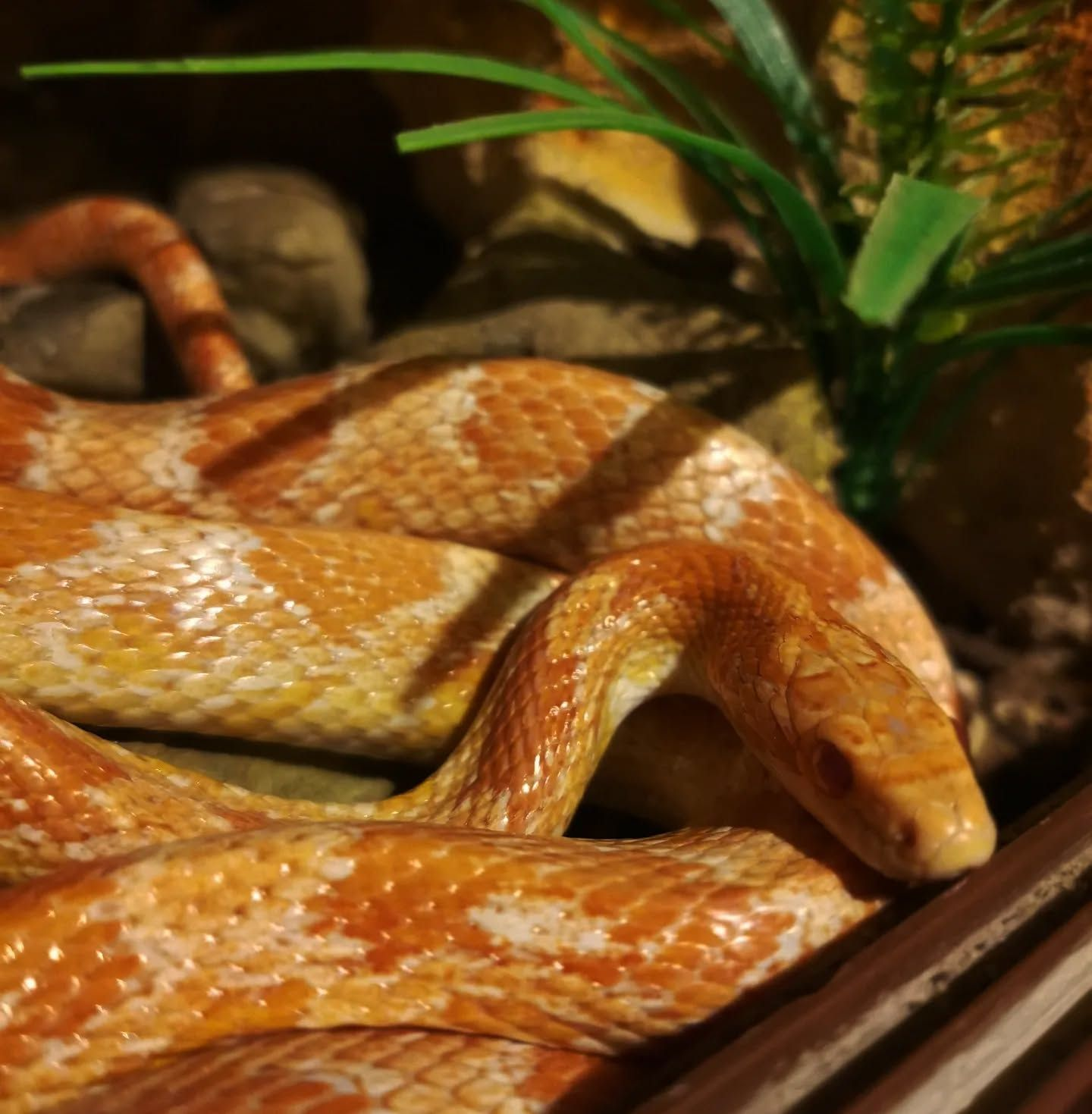 Wąż zbożowy w terrarium podczas pobytu w Zwierzotelu